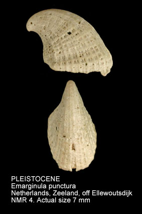PLEISTOCENE Emarginula punctura.jpg - PLEISTOCENE Emarginula punctura S.V.Wood,1848